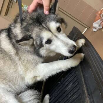 Rescue Mixed Breed Dogs for Adoption in Gadsden, Alabama - Rain | PetCurious