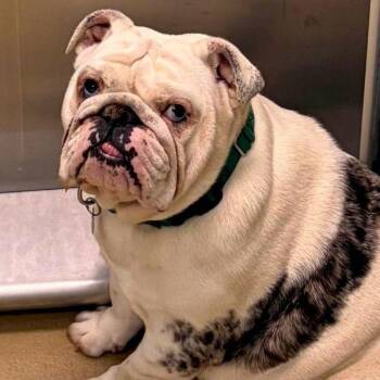 Claire -  English Bulldog Dog Available for Adoption in Walnut Creek, California - Claire | PetCurious