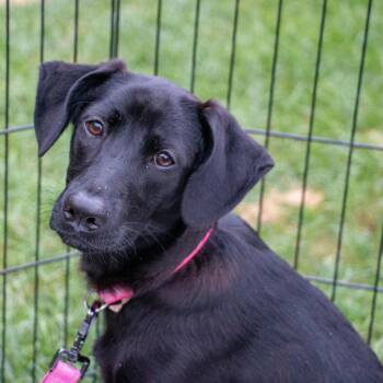 Wayne - party on, Excellent -  Labrador Retriever Dog for Adoption in Houston, Texas - Wayne - Party On, Excellent | PetCurious