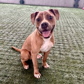 Dexter -  Pit Bull Terrier Dog for Adoption in Pasadena, California - Dexter | PetCurious
