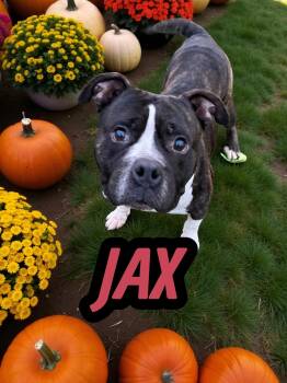 Rescue American Staffordshire Terrier Dogs for Adoption in Taunton, Massachusetts - Jax | PetCurious