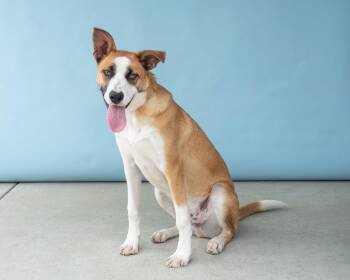 German Shepherd Dog Dogs Available for Adoption in Pasadena, California - BANDI | PetCurious