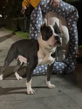Rescue Pit Bull Terrier and American Bulldog Dogs for Adoption in Wildomar, California - Churro | PetCurious