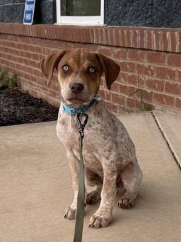 Labrador Retriever and Mixed Breed Dogs Available for Adoption - 26-129 | PetCurious