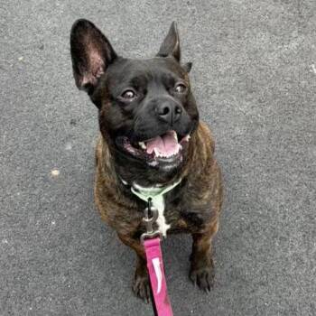 Marlo -  Terrier Dog for Adoption in Syracuse, New York - Marlo | PetCurious
