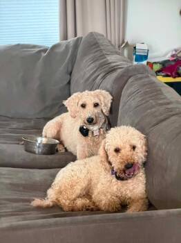 Twinkle -  Goldendoodle Dog for Adoption in Wausau, Wisconsin - Twinkle | PetCurious