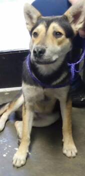 POTATO -  German Shepherd Dog and Mixed Breed Dog for Adoption in Tulsa, Oklahoma - POTATO | PetCurious