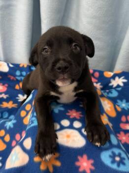 Gouda -  Labrador Retriever and Pit Bull Terrier Dog for Adoption in East Sparta, Ohio - Gouda | PetCurious