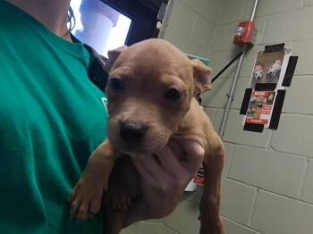 HOWIE -  Pit Bull Terrier and Mixed Breed Dog for Adoption in Tulsa, Oklahoma - HOWIE | PetCurious