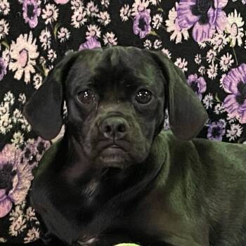 Rescue Poodle and Pug Dogs for Adoption in Cupertino, California - LATTE | PetCurious