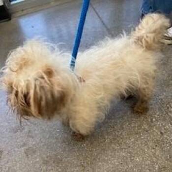 YORK-Stray-16250_2 -  Shih Tzu Dog for Adoption in York, Pennsylvania - YORK-Stray-16250_2 | PetCurious