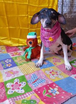 Rescue Jack Russell Terrier Dogs for Adoption in Lake Forest, California - Pearl - (Courtesy Post) Foster Or Adopt Me! | PetCurious