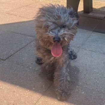 Floof -  Mixed Breed Dog for Adoption in Galveston, Texas - Floof | PetCurious