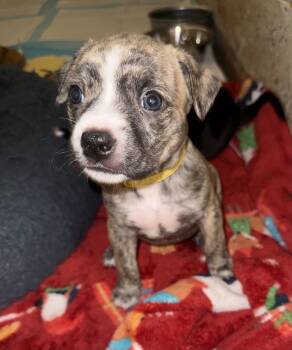 Pit Bull Terrier and Mixed Breed Dogs Available for Adoption in Warr Acres, Oklahoma - Primrose | PetCurious