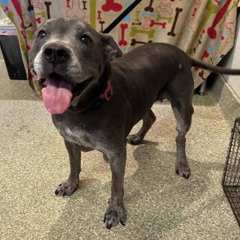 IVHS-Stray-140060 -  Pit Bull Terrier Dog for Adoption in San Gabriel, California - IVHS-Stray-140060 | PetCurious
