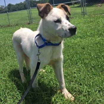 Honesty -  Mixed Breed Dog for Adoption in Merriam, Kansas - Honesty | PetCurious