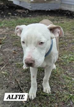 Alfie -  Pit Bull Terrier Dog for Adoption in Watertown, Connecticut - Alfie | PetCurious