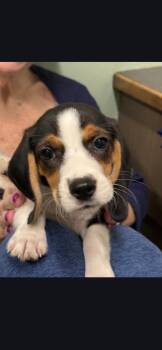 Herbie -  Beagle Dog for Adoption in Wheaton, Illinois - Herbie | PetCurious