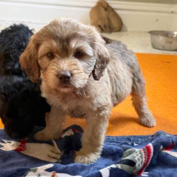 Standard Poodle and Labrador Retriever Dogs Available for Adoption in Dayton, Ohio - Kate | PetCurious