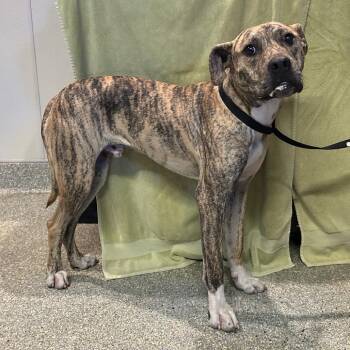 Bingo* -  Pit Bull Terrier Dog for Adoption in San Gabriel, California - Bingo* | PetCurious
