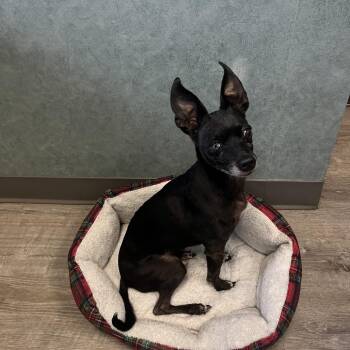 Chispita -  Chihuahua Dog for Adoption in Lenexa, Kansas - Chispita | PetCurious