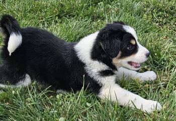 Border Collie Dogs Available for Adoption in Franklin, Tennessee - PUPPY WAFFLES | PetCurious
