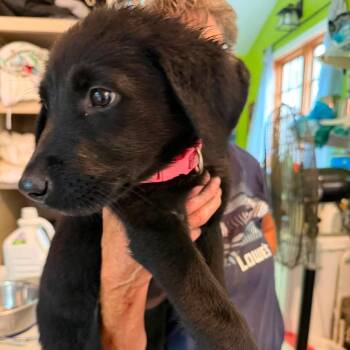 Firefly (PUPPY) -  German Shepherd Dog and Black Labrador Retriever Dog for Adoption in Greeneville, Tennessee - Firefly (PUPPY) | PetCurious