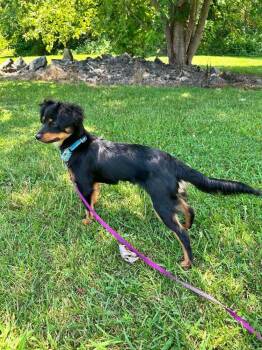 Chanel -  Dachshund and Chihuahua Dog for Adoption in Candler, North Carolina - Chanel | PetCurious