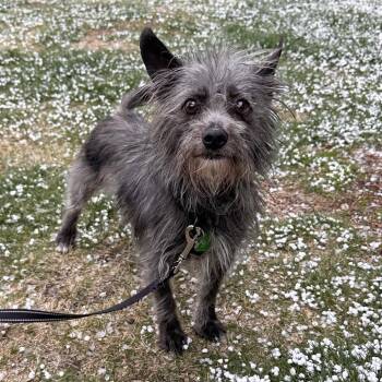 Mixed Breed Dogs Available for Adoption in Hailey, Idaho - Orchid | PetCurious