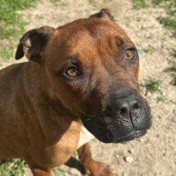 Ginger -  Mixed Breed Dog for Adoption in Indianapolis, Indiana - Ginger | PetCurious