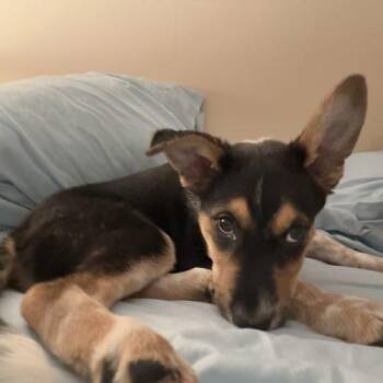 Bandit -  Australian Cattle Dog Blue Heeler Dog for Adoption in Fishers, Indiana - Bandit | PetCurious