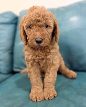Ivy -  Golden Retriever and Standard Poodle Dog for Adoption in Corona, California - Ivy | PetCurious