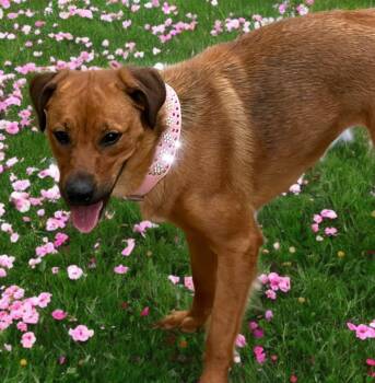 Zen -  Shepherd Dog for Adoption in Kingman, Arizona - Zen | PetCurious