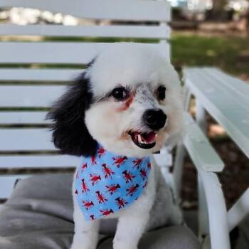 Poodle Dogs Available for Adoption in Carencro, Louisiana - Pongo | PetCurious