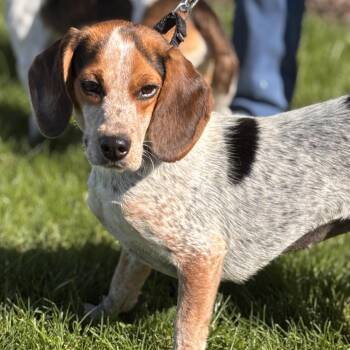 Rescue Daisy -  Beagle Dog for Adoption in Batavia, New York - Rescue Daisy | PetCurious