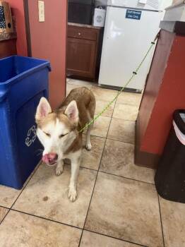 Daffodil -  Mixed Breed Dog for Adoption in Cincinnati, Ohio - Daffodil | PetCurious