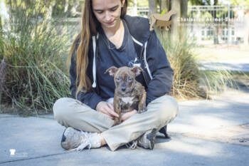 Rescue Carolina Dog and Mixed Breed Dogs for Adoption in North Charleston, South Carolina - 87057A Winifred | PetCurious