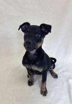 Dillion -  American Bully Dog for Adoption in Buffalo, Minnesota - Dillion | PetCurious