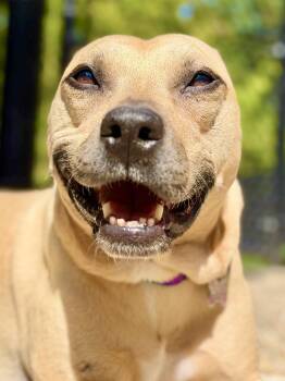 Dakota -  Pit Bull Terrier Dog for Adoption in Cornwall, Connecticut - Dakota | PetCurious
