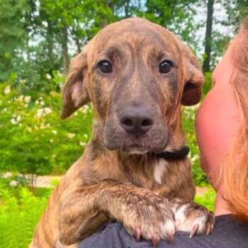 Mochi -  Terrier and Mixed Breed Dog for Adoption in Gastonia, North Carolina - Mochi | PetCurious