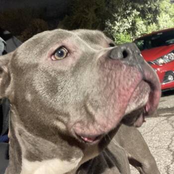 Pit Bull Terrier Dogs Available for Adoption - Grill | PetCurious