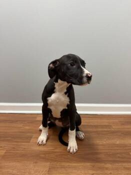 Maeve -  Terrier and Hound Dog for Adoption in Lovingston, Virginia - Maeve | PetCurious