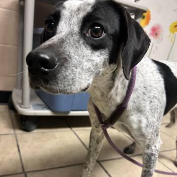 Blue -  Pointer Dog for Adoption in Newport, North Carolina - Blue | PetCurious