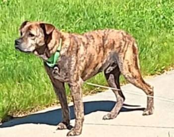 Pit Bull Terrier and Mixed Breed Dogs Available for Adoption in Kansas City, Missouri - Rubeus | PetCurious