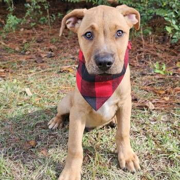 Rescue Black Mouth Cur Dogs for Adoption in Bonifay, Florida - Boone (Coming Soon) | PetCurious