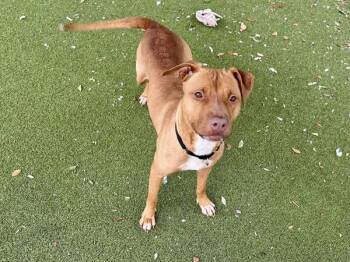 Lyric -  Mixed Breed and Pit Bull Terrier Dog for Adoption in Austin, Texas - Lyric | PetCurious