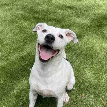 Charlie -  Pointer and Terrier Dog for Adoption in Magnolia, Texas - Charlie | PetCurious
