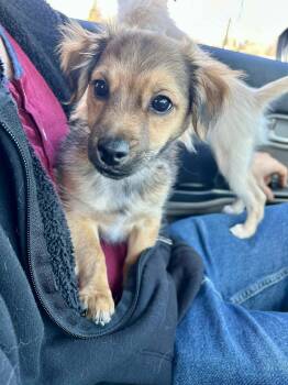 Chihuahua and Pomeranian Dogs Available for Adoption in Lima, Ohio - Fudge | PetCurious