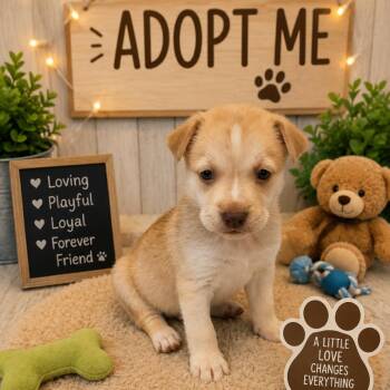 Cinnamon Roll -  Mixed Breed Dog Available for Adoption - Cinnamon Roll | PetCurious