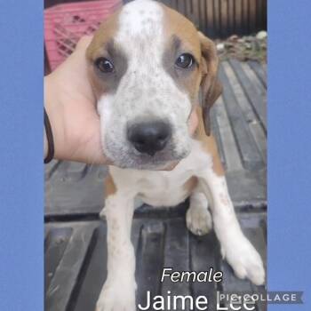 Jaime Lee -  Hound Dog for Adoption in Manchester, Connecticut - Jaime Lee | PetCurious